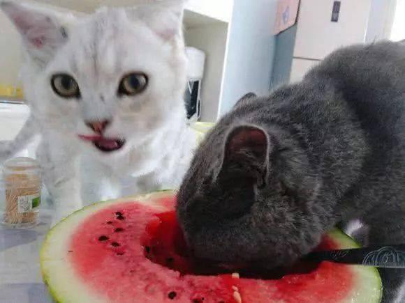 娱乐圈吃瓜猫是谁啊图片,揭秘网络红人的真实身份