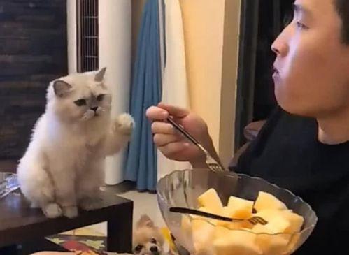 娱乐圈吃瓜猫是谁啊图片,揭秘网络红人的真实身份